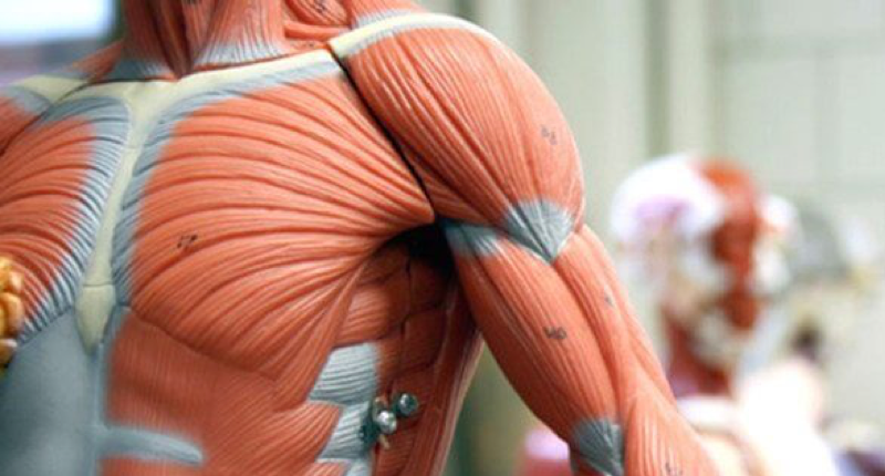 img-anatomia